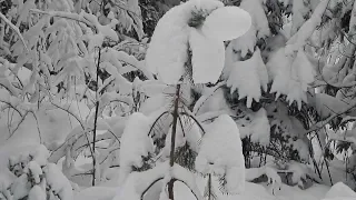 Поздравляю с Новым 2019 Годом и  Наступающим  Рождеством / Гуляю по лесу в снегопад