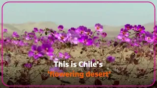 It's bloom time in Chile's 'flowering desert'