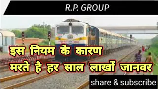 Animal hit by Train | Train vs animal | animal accident | magnite  | Latest Train accident