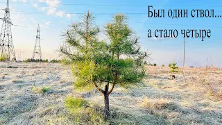 Вот что будет,если у сосны удалить ствол