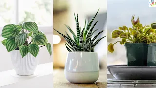 26 Adorable Mini Indoor Plants | Best Tiny Houseplants