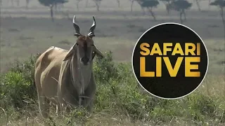safariLIVE - Sunset Safari - August 14, 2018