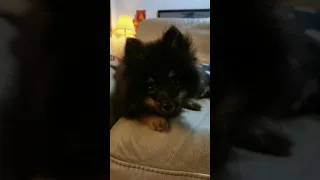 Adorable Reaction Of Pomeranian Trying To Sleep. 😍😂🌹#Short