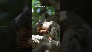 Hungry squirrel 🐿️ // めちゃ食べてるリス