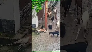 Electrical Shocks Will Not Be Merciful To Any Animal #shorts#trending  #viral #tiktok #animals