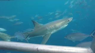 Great white sharks off Neptune Islands, South Australia