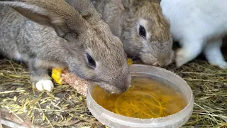 Rabbit breeding!!! (Prevention of coccidiosis, iodine solution)
