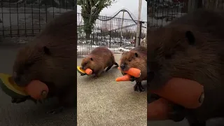 Бобры несут морковку