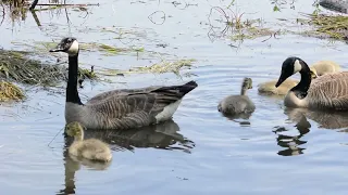 Baby geese/Heron/Nature Relaxation