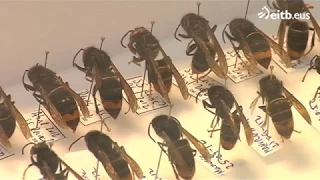 La avispa asiática a la caza de abejas