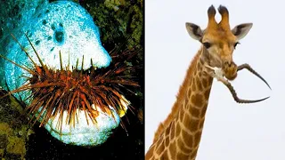 Animales Que Evolucionaron Para Comer Comidas MORTALES