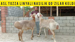 💯 % LIK TOZZA QONLI QOʻZILAR NASILIKA BUNAQAASI KAMDAN KAM SHOSHILAMIZ