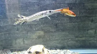 Alligator Gar Eating a Large Feeder Goldfish