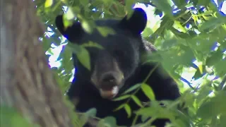 Caught on cam: Black bear falls from tree in Ontario