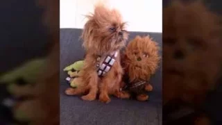 Cachorros Star wars