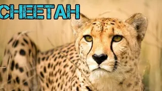 Cheetah