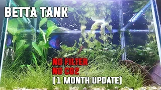 Aquarium Nano Betta Fish Tank Setting Up No Filter, No Co2, No Ferts, No Heater (1 Month Update)