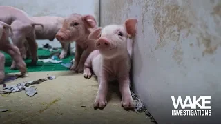 BEHIND THE WALLS OF IRISH PIG FARMING | 2019
