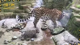 Amur leopard cubs begin to explore outside!