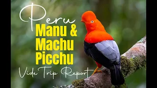 Video Trip Report (VTR): Southern Peru - Manu & Machu Picchu Birding Tour