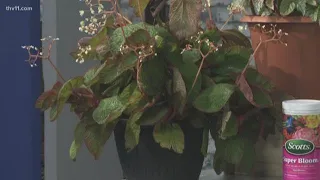 Growing Begonias indoors can be easy