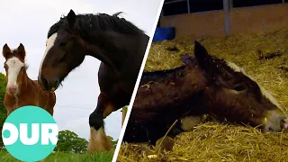 Carron The Shire Horse Becomes A Mum For The Ninth Time | Amazing Animal Births Ep6 | Our World