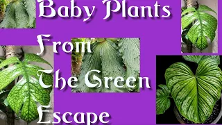 Baby Plants From The Green Escape Etsy