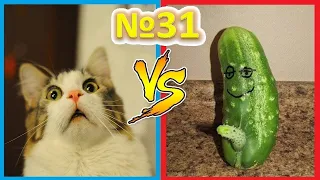 Коты и огурцы/приколы с животными/ Коты 2021 / смешные коты / cats / funny/ cucumber/vs/ до слез