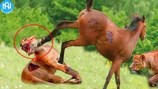 30 Tragic Moments! When Animals Messed With The Wrong Opponent - When Animals Go On A Rampage! #4