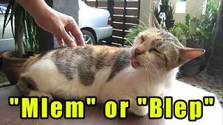 "MLEM" OR "BLEP"???