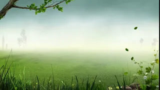 Forest Background Video Effects   Video Effects HD Free Stock  25fps video Templates Animation 1080p