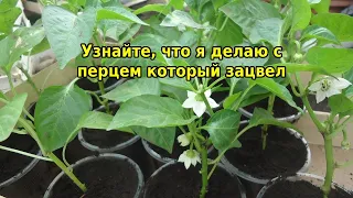 Узнайте, что я делаю с перцем который зацвел