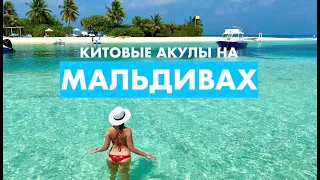 МАЛЬДИВСКИЕ китовые акулы из 5* LUX South Ari Atoll Resort