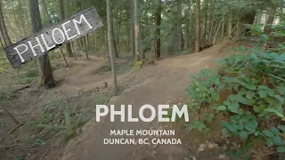 Flow down ‘Phloem’ - Maple Mountain - (POV, 4K)