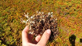 Где растёт цетрария исландский мох (Cetraria Islandica) Как найти самую чистую. Чёрная добыча мха