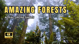 Amazing Forests | 4K Nature Video Ultra HD | Majestic Forests Aerial 4K | Relaxing Nature Video