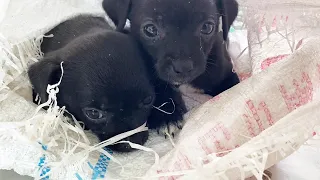 The Abandoned Puppy Was Put In A Bag On A Hot Day And Almost Died From The Heat