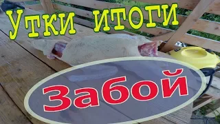 Утки забой. Вес тушки 55 и 65 дней // Мое хозяйство