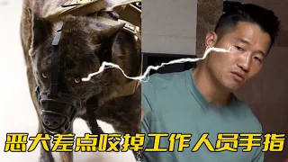 虎紋珍島犬攻擊性爆棚，差點咬掉工作人員手指，訓犬師都直言無法訓練