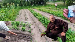 Ще садимо і сіємо... Що можна Посадити. Херсонці на Львівщині 🇺🇦