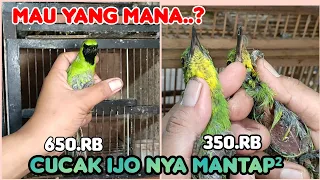 CUCAK IJO NYA MANTAP² MAUYANG MANA..? //RESADY:CUCAK BIRU JANTAN,JOVIN,SRIWANG,NILTAVA SUMATRA DLL