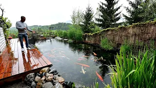 Modern Koi Blog #4508 - Stefans naturnaher Teich nach vollständiger Sanierung