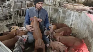 Я ненавиджу їх‼️Темноту та холод ми переживемо‼️ 🐖🐖Гуртом і батька легше гризти‼️