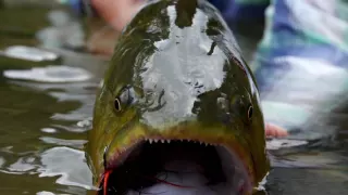 Fly Fishing at Tsimane Lodge in Bolivia with The Fly Shop