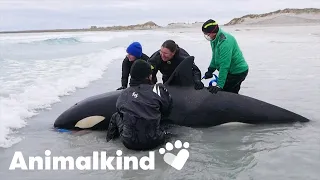 Stranded killer whale returned to sea | Animalkind