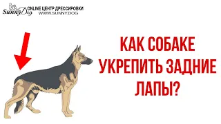 Как собаке укрепить задние лапы? Базовые упражнения по Дог-Фитнесу