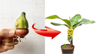 Propagation of bananas with onions stimulates super rooting