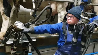 WILD MILKING. THEORY OF THE GREAT UDDER. WORK ON THE FARM. POLAND.