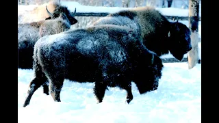 Лесные бизоны Якутии.