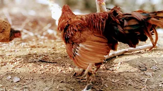 Amazing Rooster Romance Hen || Village Animals ||